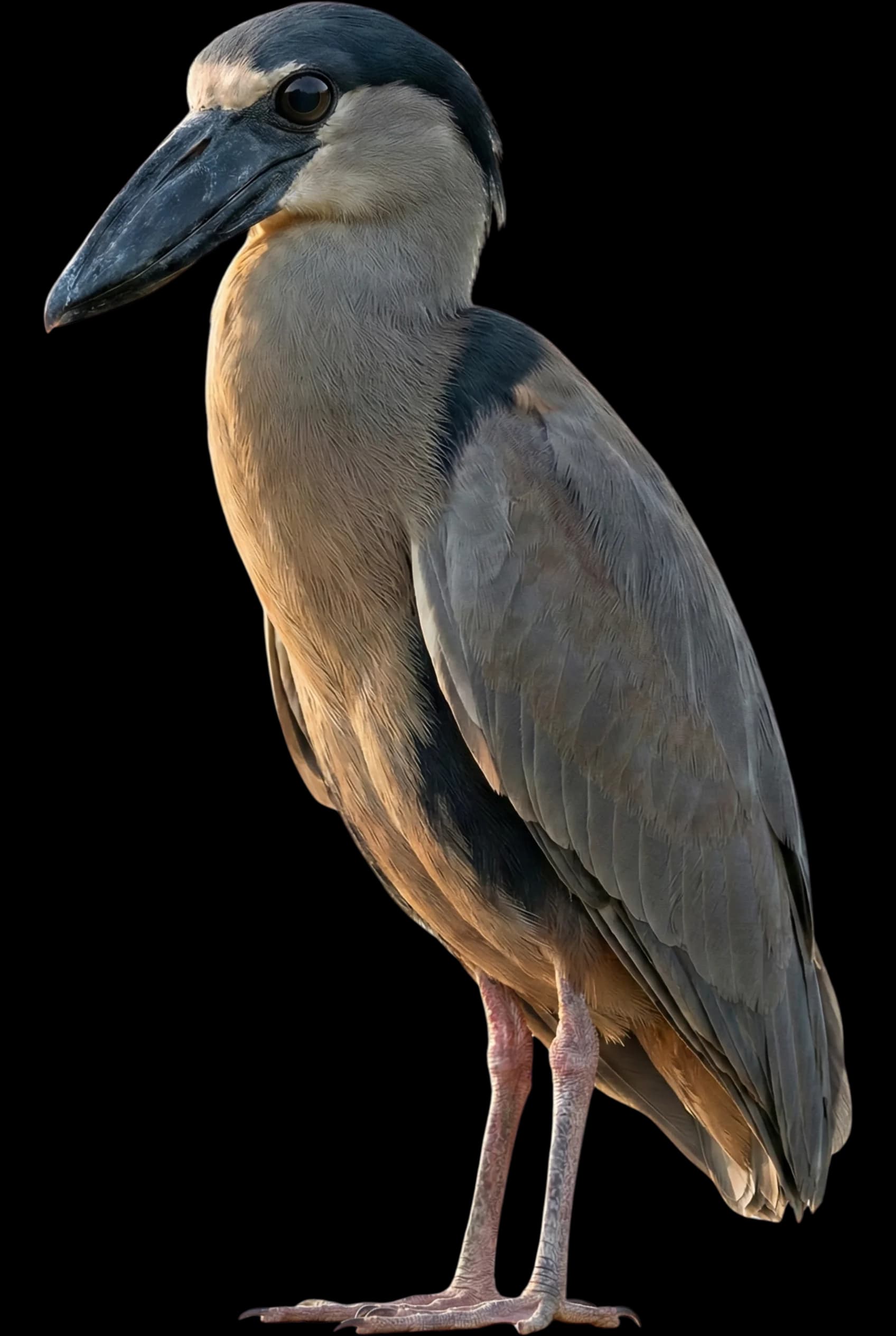 Cochlearius bird decoration